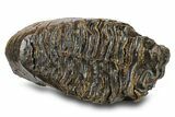 Woolly Mammoth Upper M Molar - Siberia #295866-4